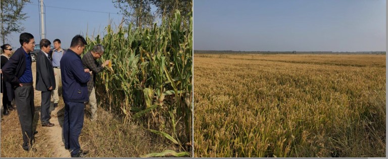 公司赴东北水稻、玉米主要产区考察调研